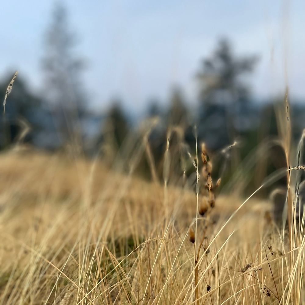 Meet your Posher, Heidi